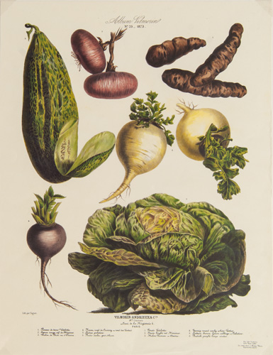 Antique vegetable prints from Album Vilmorin (fine reproductions from circa 1980s)